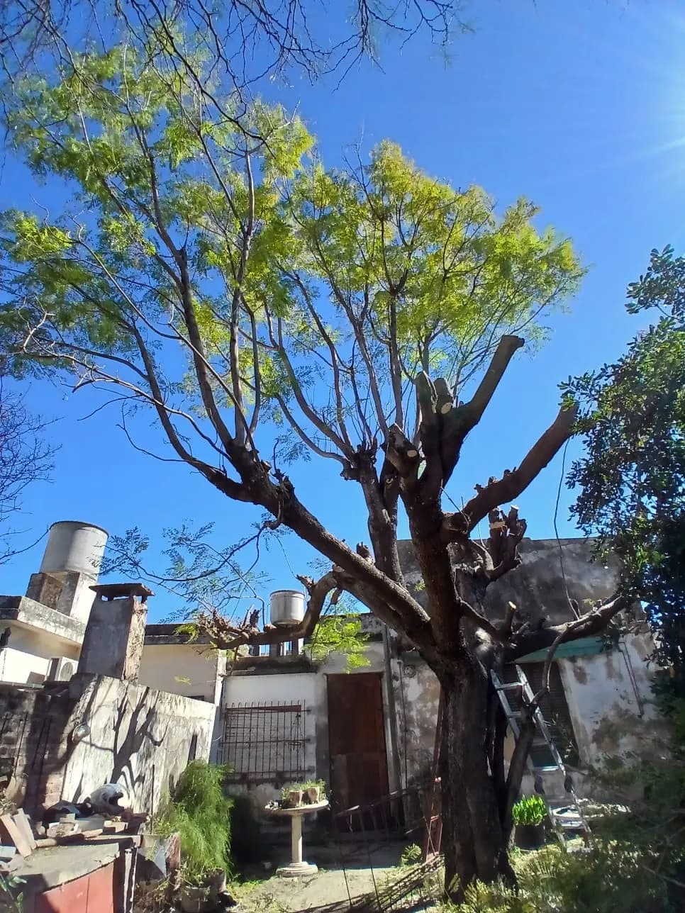 Poda de árbol en patio — antes del trabajo